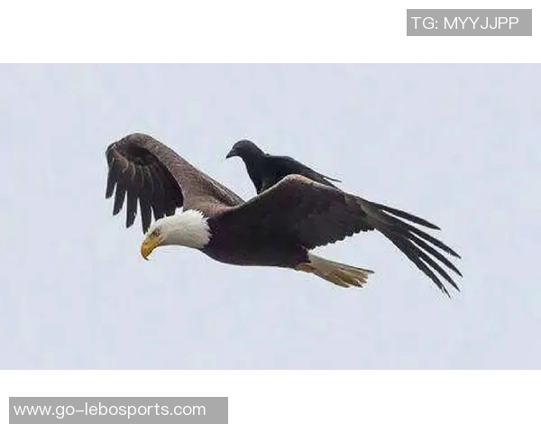 鹰与狼的对决谁能在自然界中称王称霸 鹰与狼的对决谁能在自然界中称王称霸